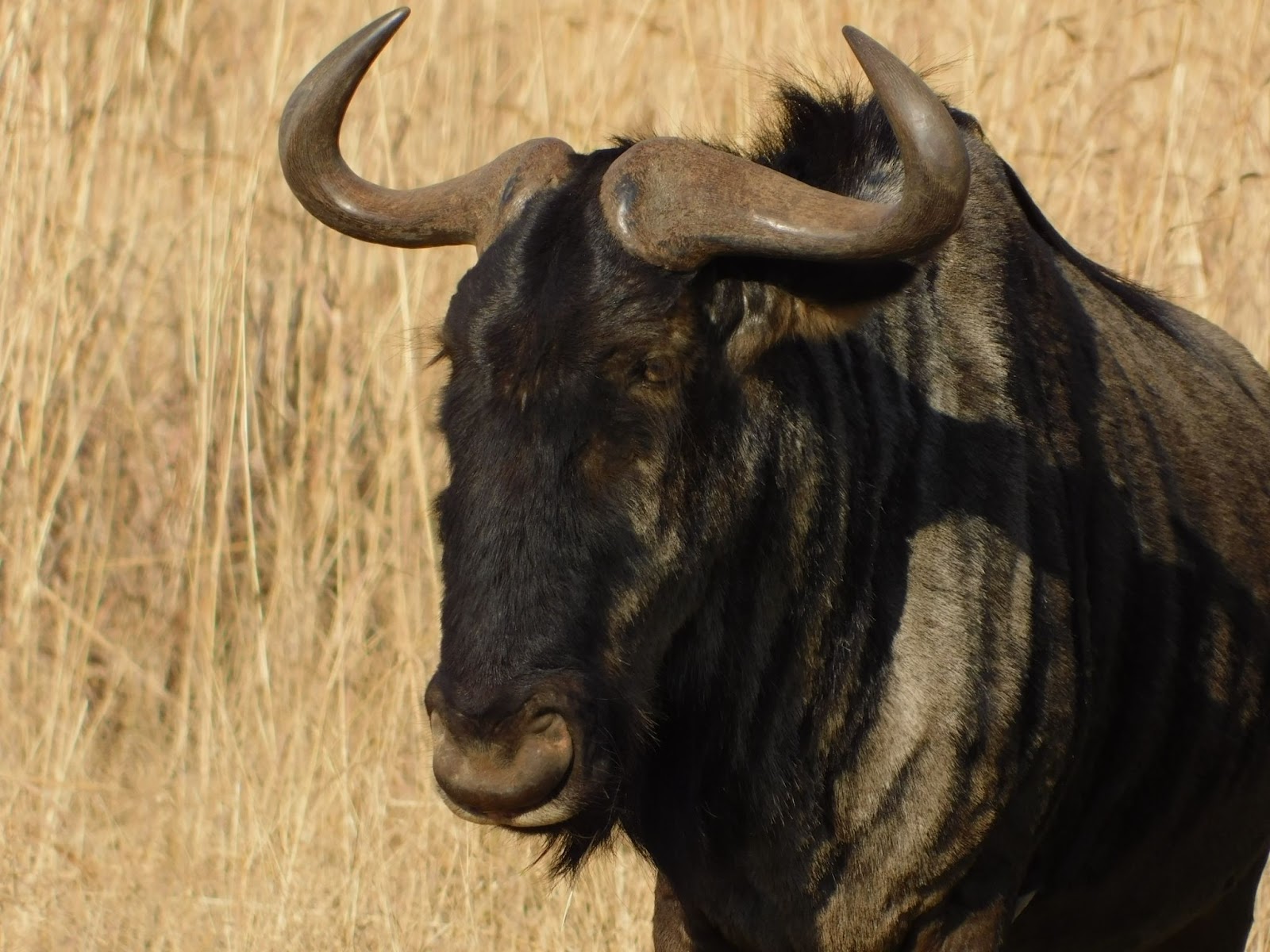 Close-up of a wildebeest at the Dinokeng Game Reserve