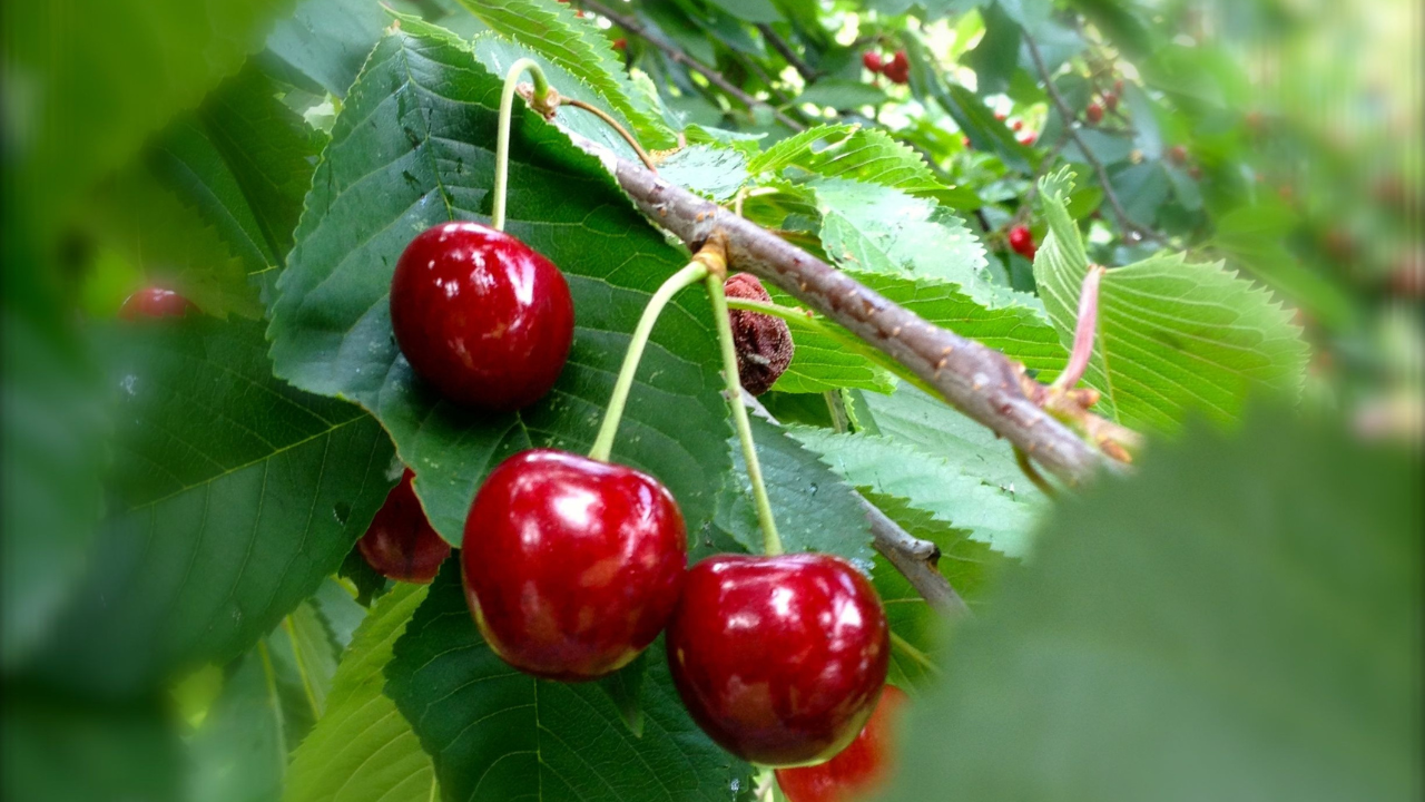 Cherry-Uc-king-food-mart