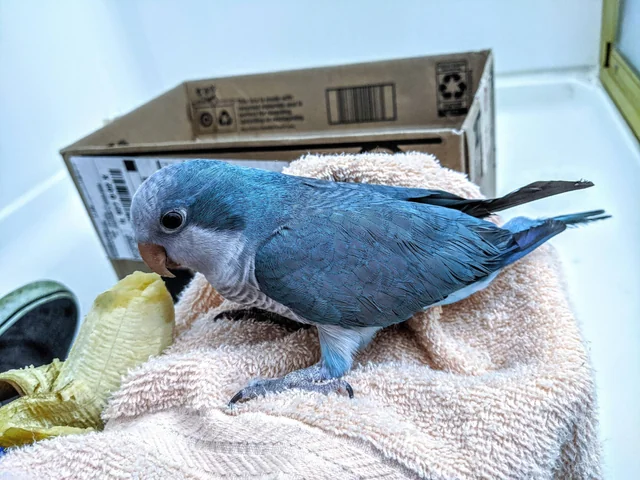 Quaker Parrot Blue For Sale