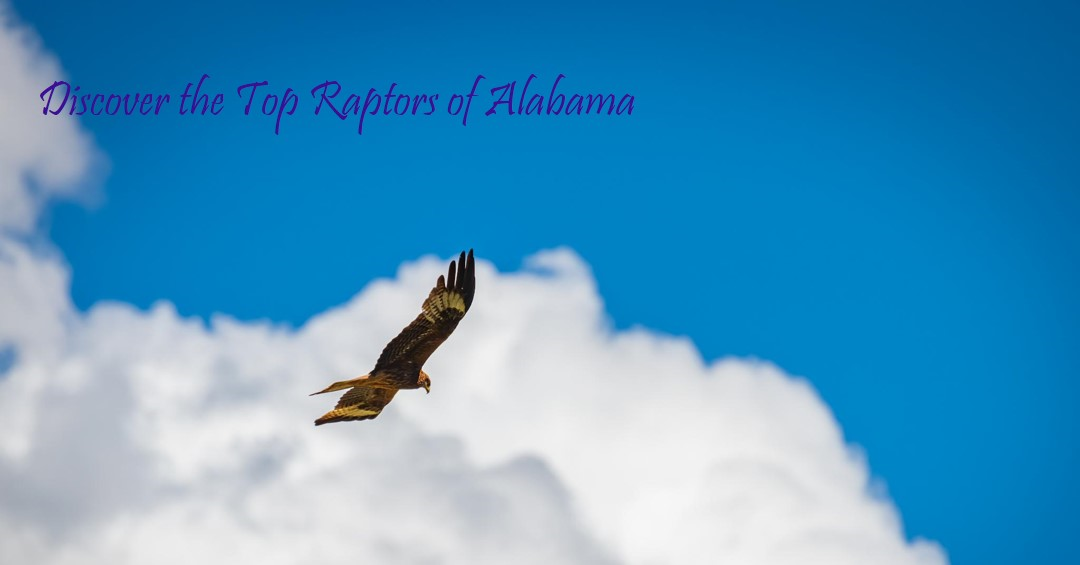 Alabama birds