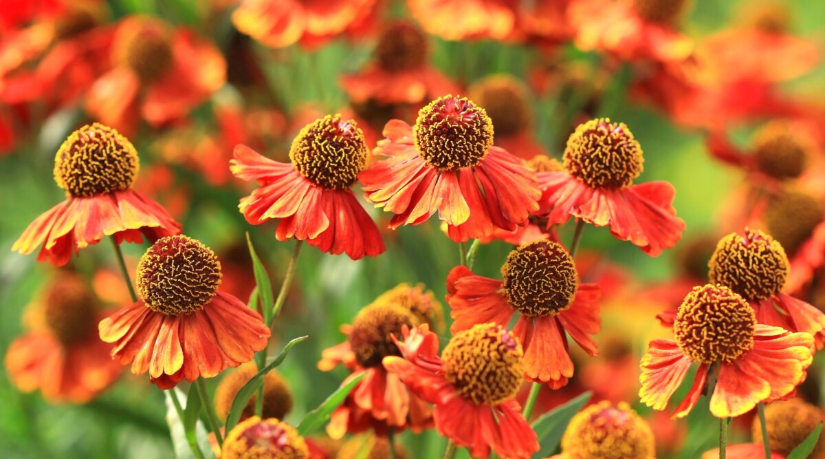 21 Flowers For The Perfect Fall Cut Flower Garden