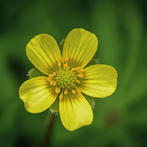 A Flourishing Wildflower