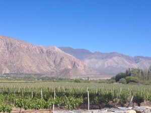 Vineyards in Cafayate 