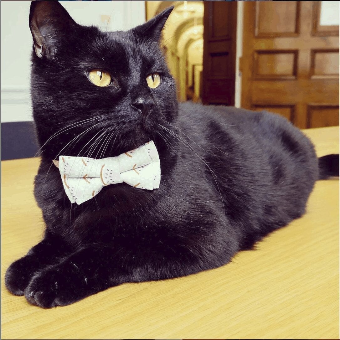 gladstone the treasury cat