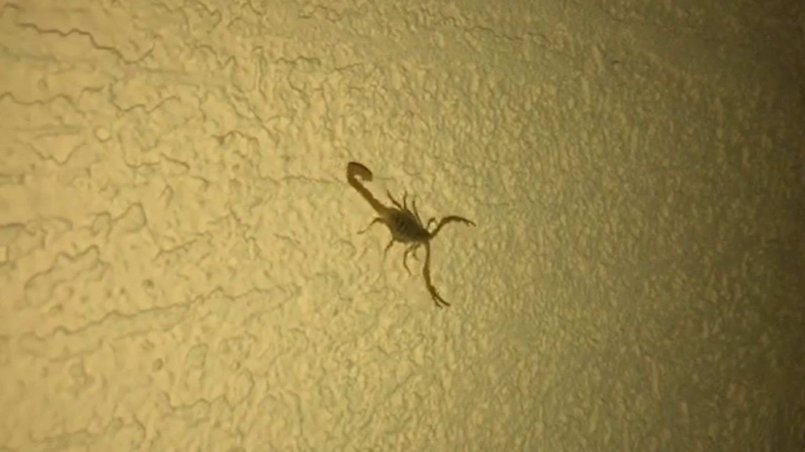 How do scorpions climb on the walls?