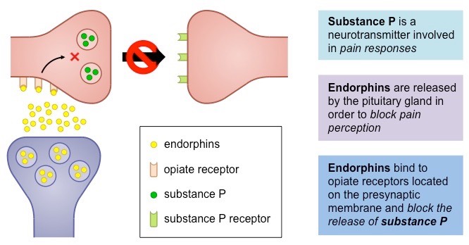 endorphin