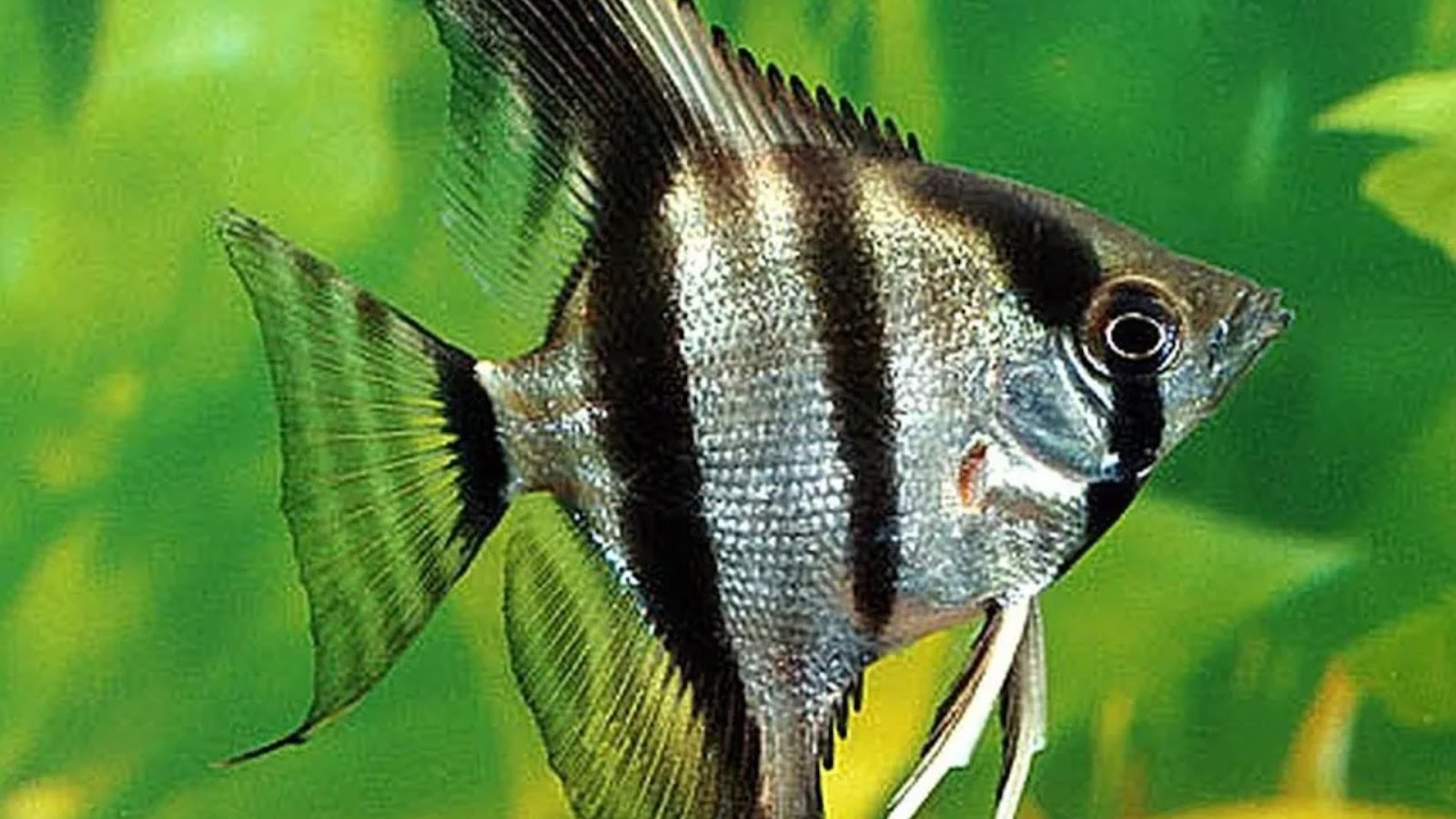 Lucky fish for home: Angel Fish.