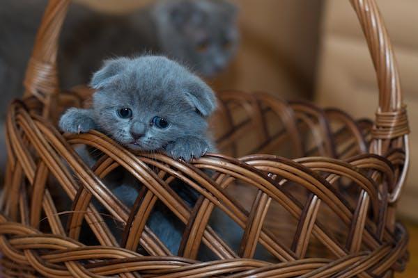 A kitten in a basket

Description automatically generated