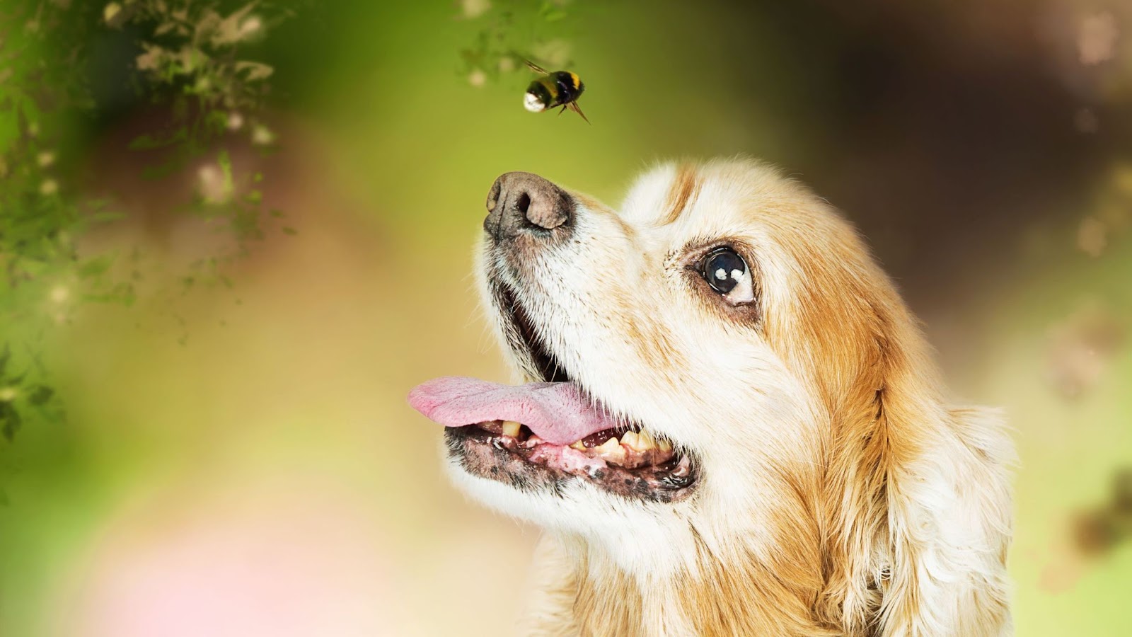 cocker spaniel dog looking at flying bee may be stung by bee