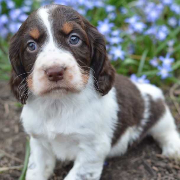 english springer spaniel puppy