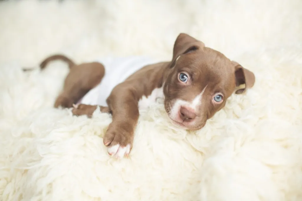 Baby Pitbull