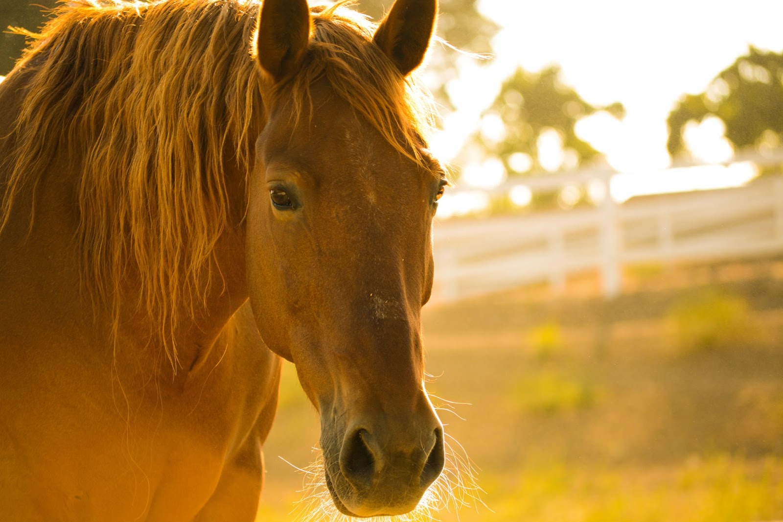 Il segno del Cavallo nello zodiaco cinese