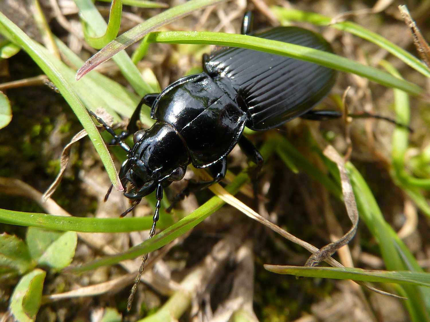 Black beetles