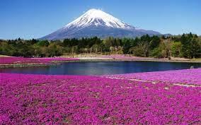 A purple flowers in front of Mount Fuji
Description automatically generated