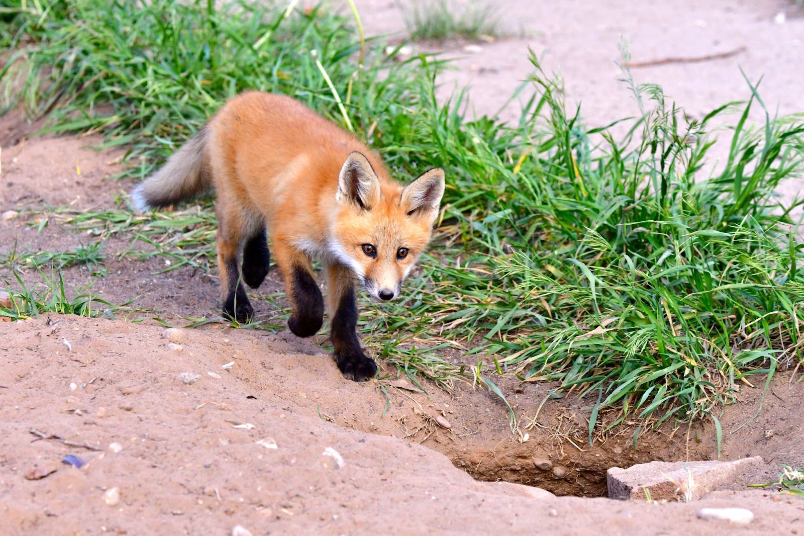 Foxes Den