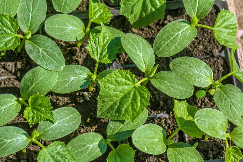 Things To Check Before Transplanting Cucumber Seedlings