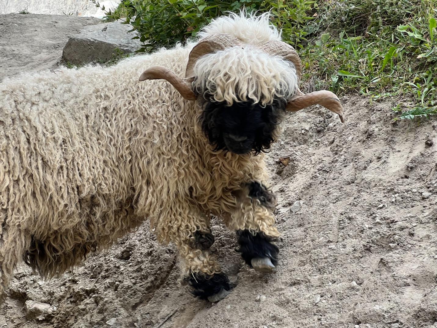 A goat with horns on its head

Description automatically generated