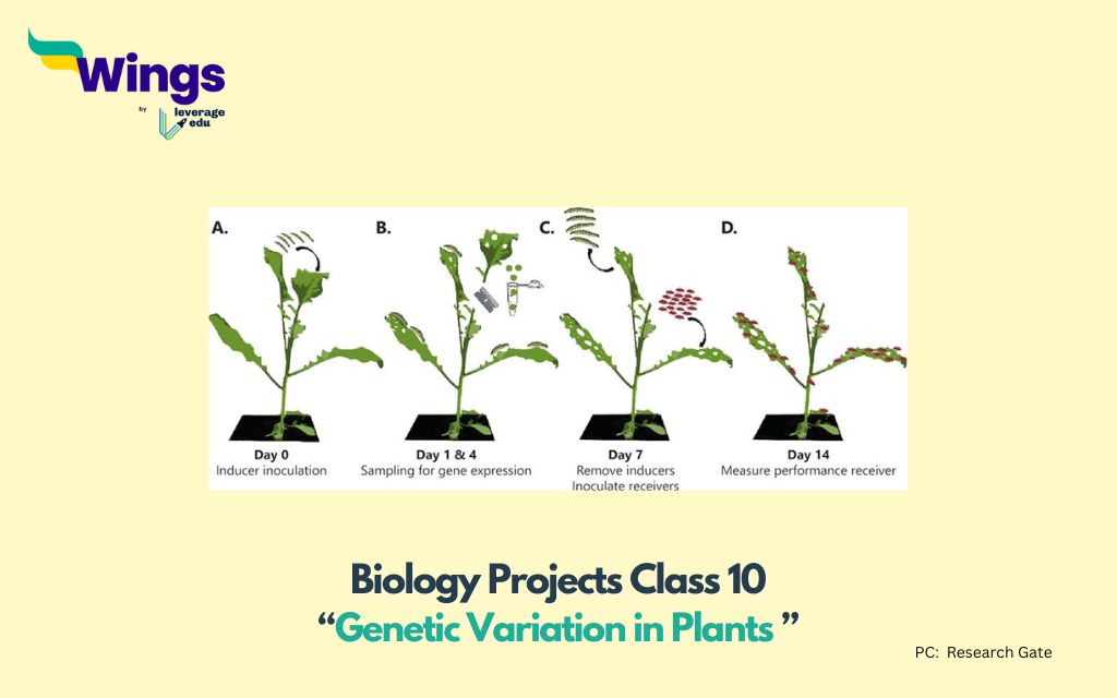 Biology Project Class 10: Genetic Variation in Plants 