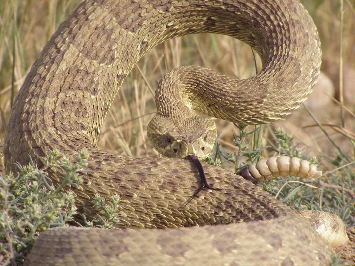 Special Considerations for Dreaming of White Snakes