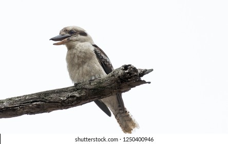kookaburras