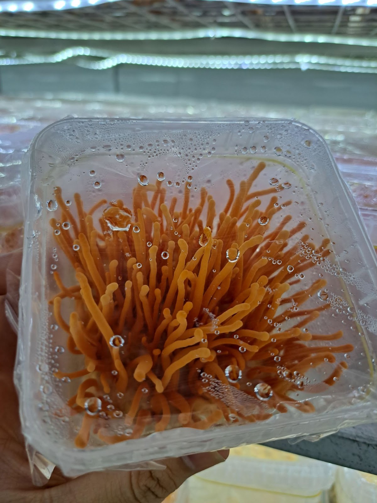 Chủng nấm Cordyceps Militaris nuôi cấy tại nhà máy KOVI