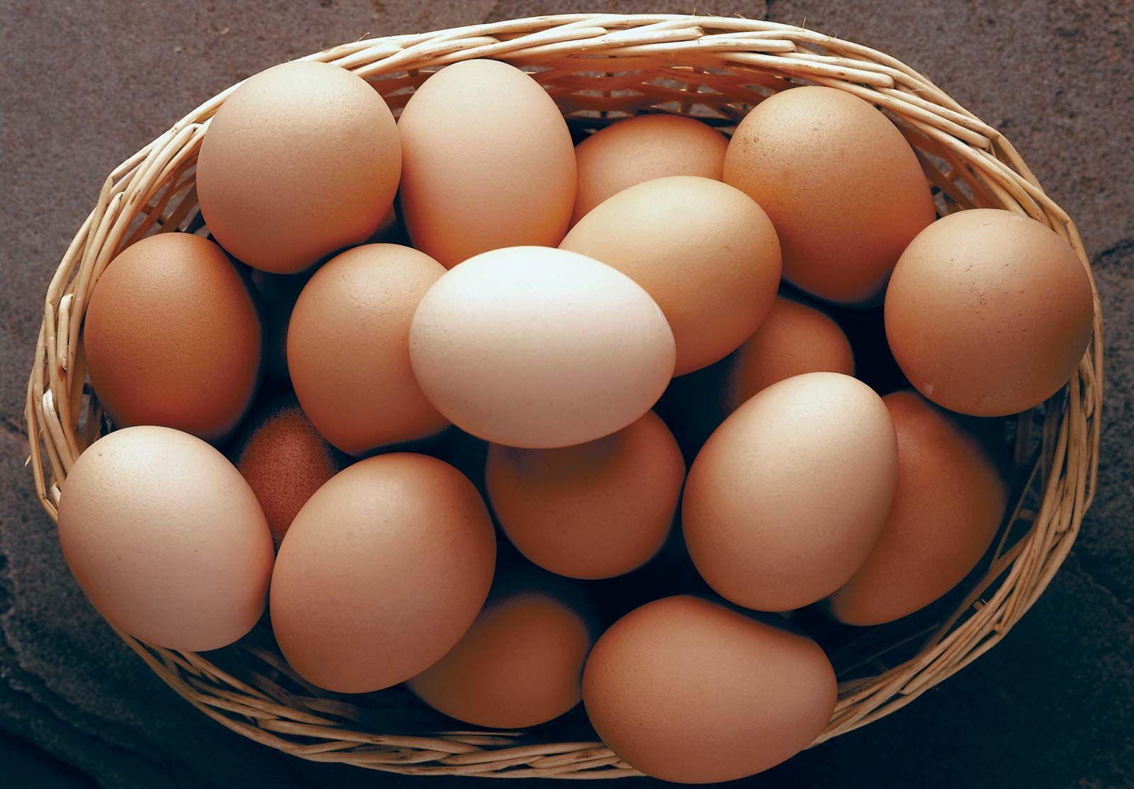 Egg | Definition, Characteristics, & Nutritional Content ...