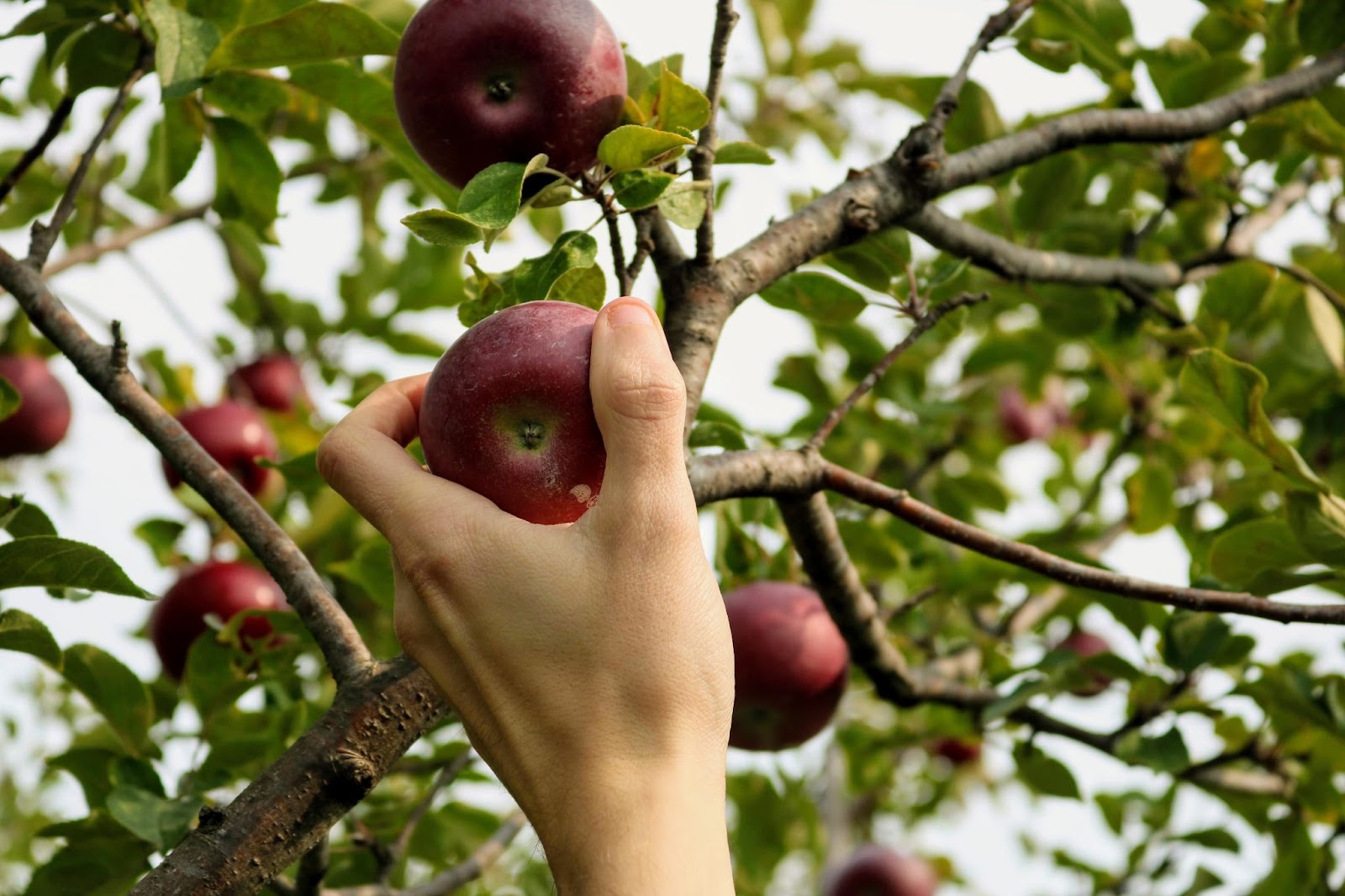 Shot of a hand picking an apple from a tree