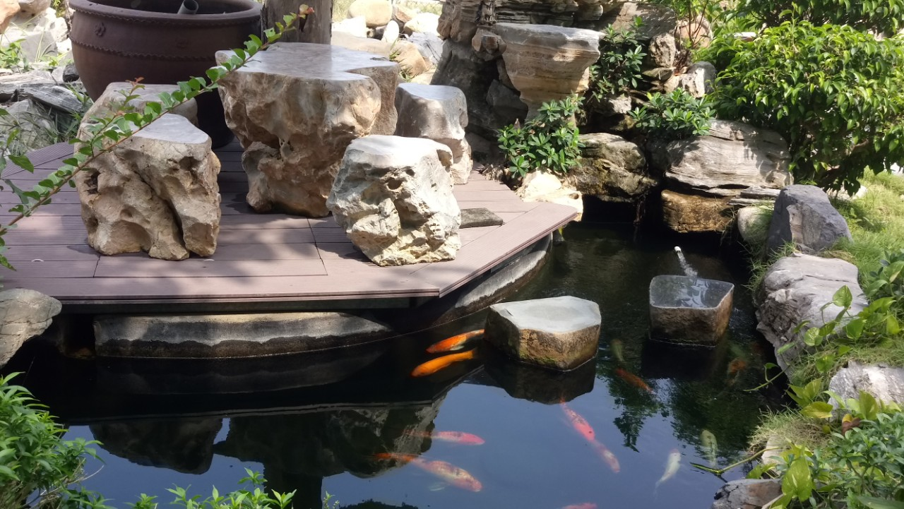 Hình ảnh hồ cá koi đẹp cho tiểu cảnh sân vườn 