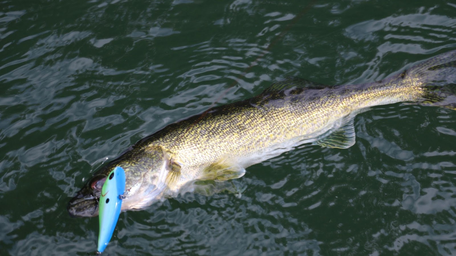 walleye fish feeding times