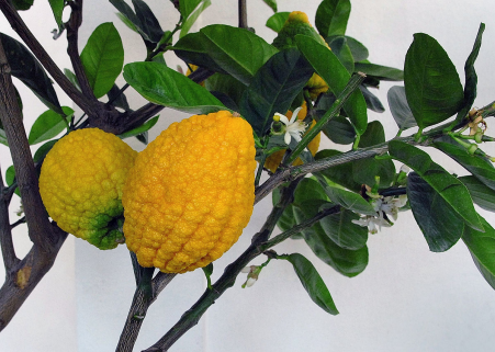 Citrons