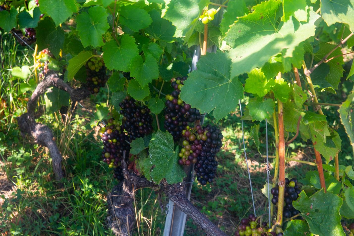 A close-up of grapes on a vine

Description automatically generated