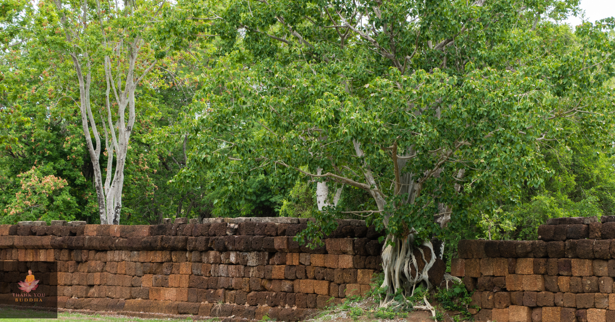 Buddha Enlightenment Tree
