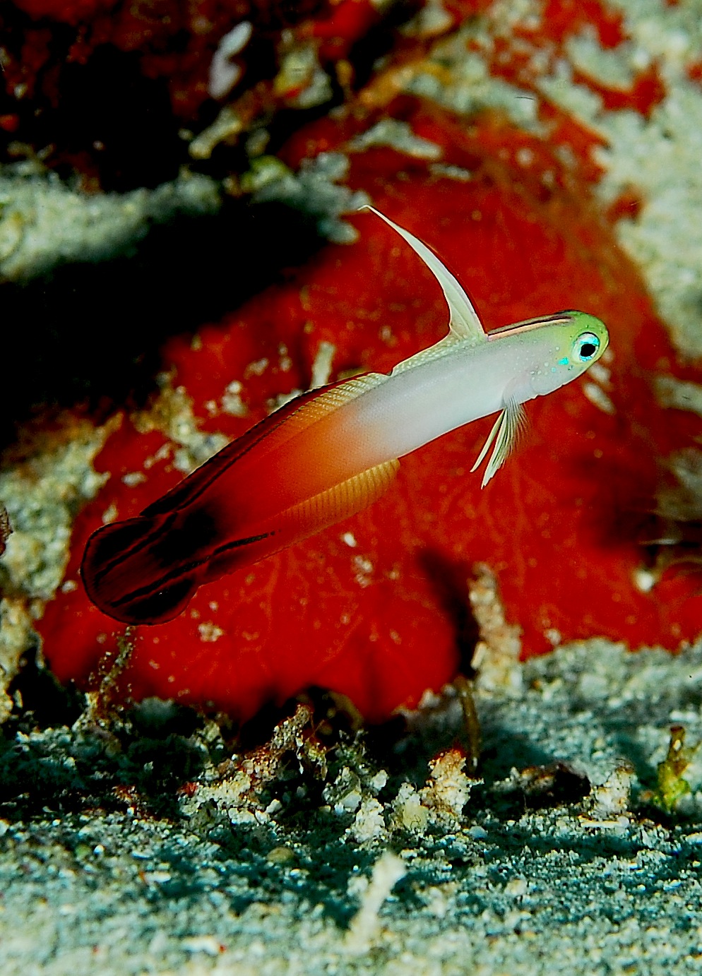 Dartfish - Wikipedia