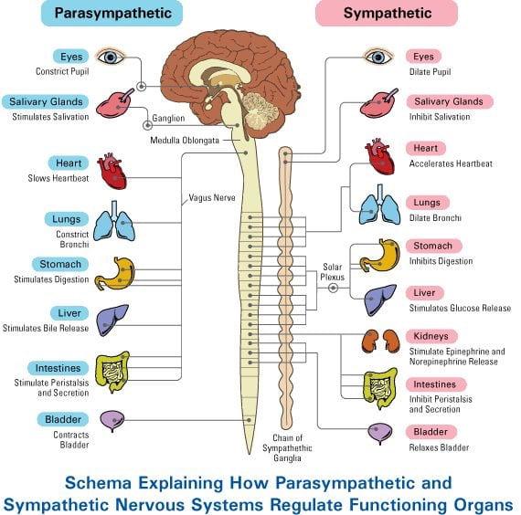 How the Autonomic Nervous System Impacts Daily Life – Intro Psych Blog  (F19)_Group 8