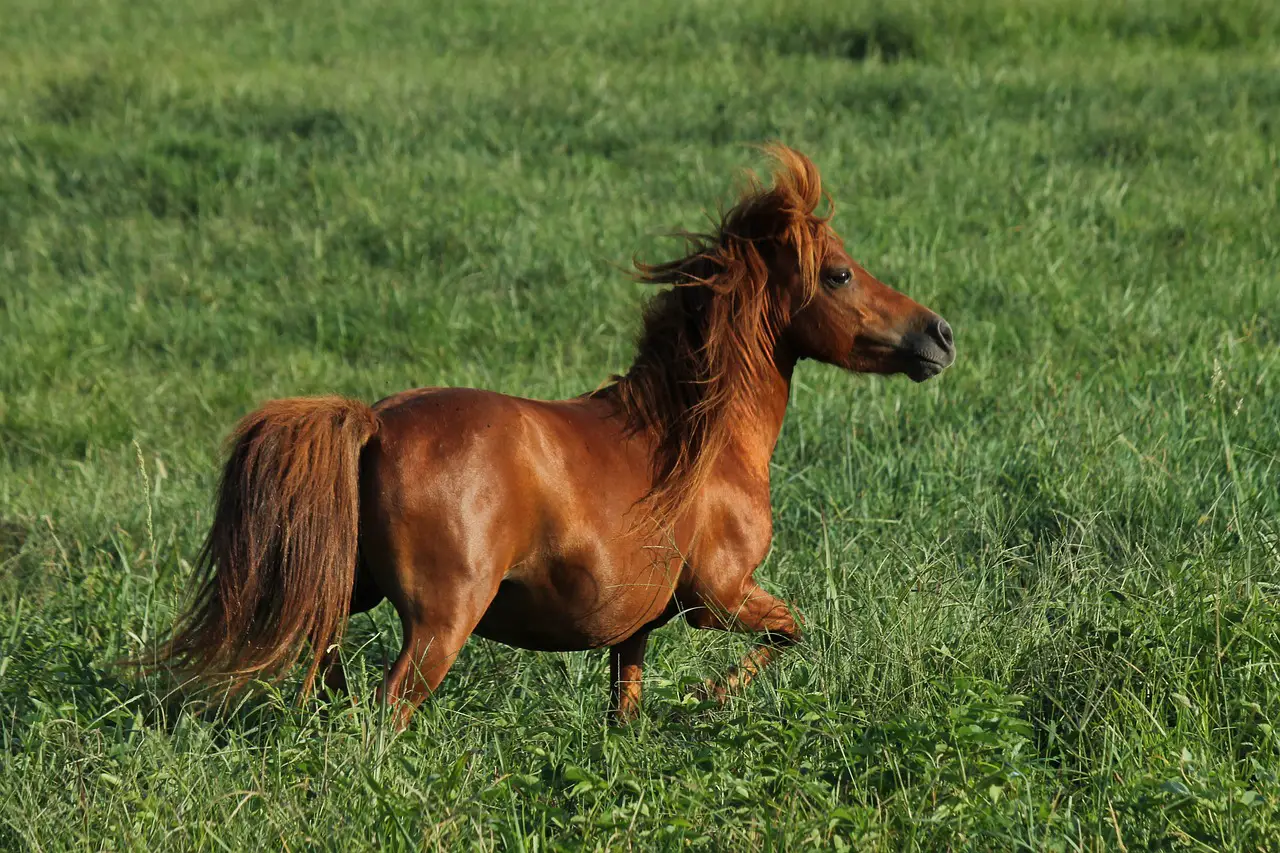 Supplies For Miniature Horses