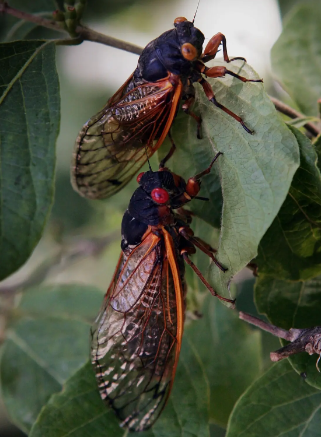 Cicadas 