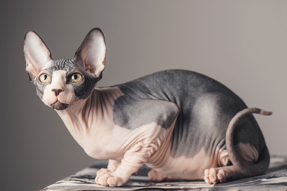 Sphynx Cats Breeders