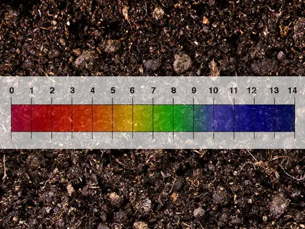 Solution: Maintain ideal soil pH.