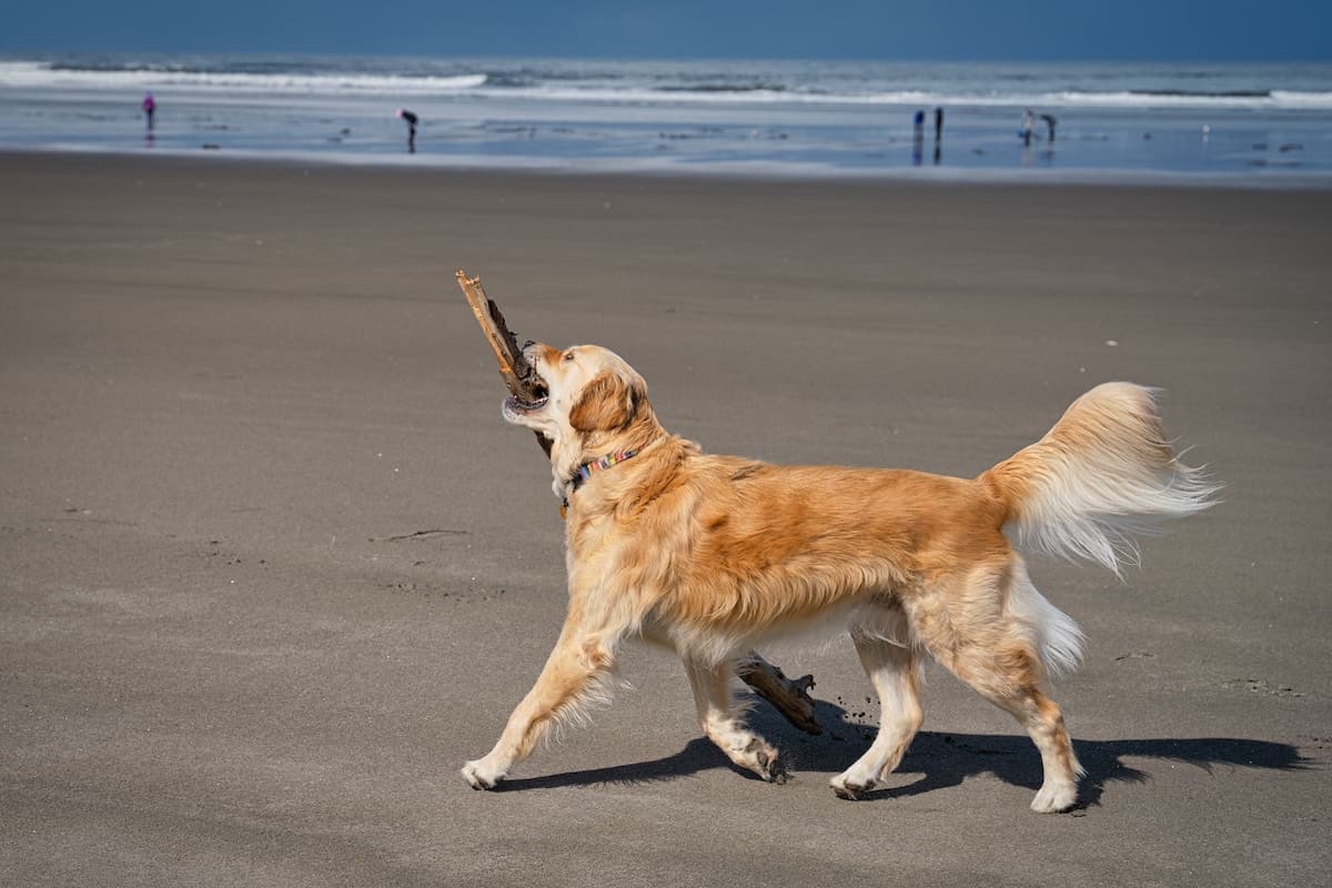 dog walking in Oregon coast