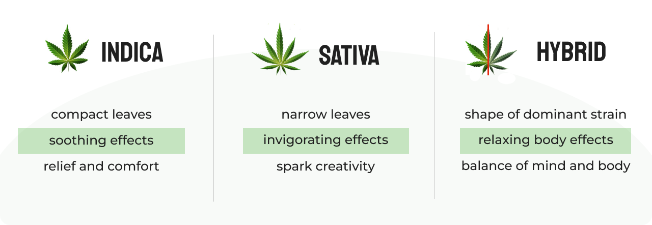what are sativa strains