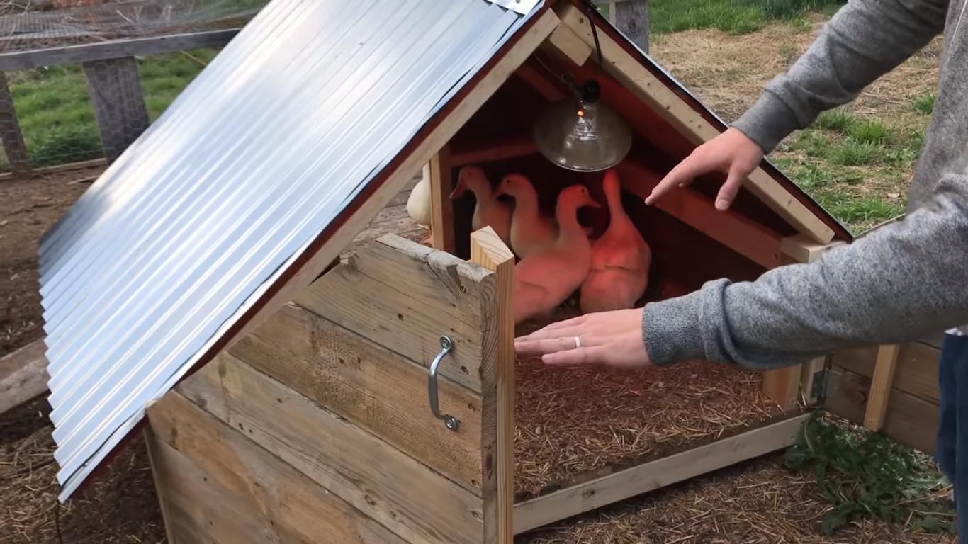 Making a duck coop