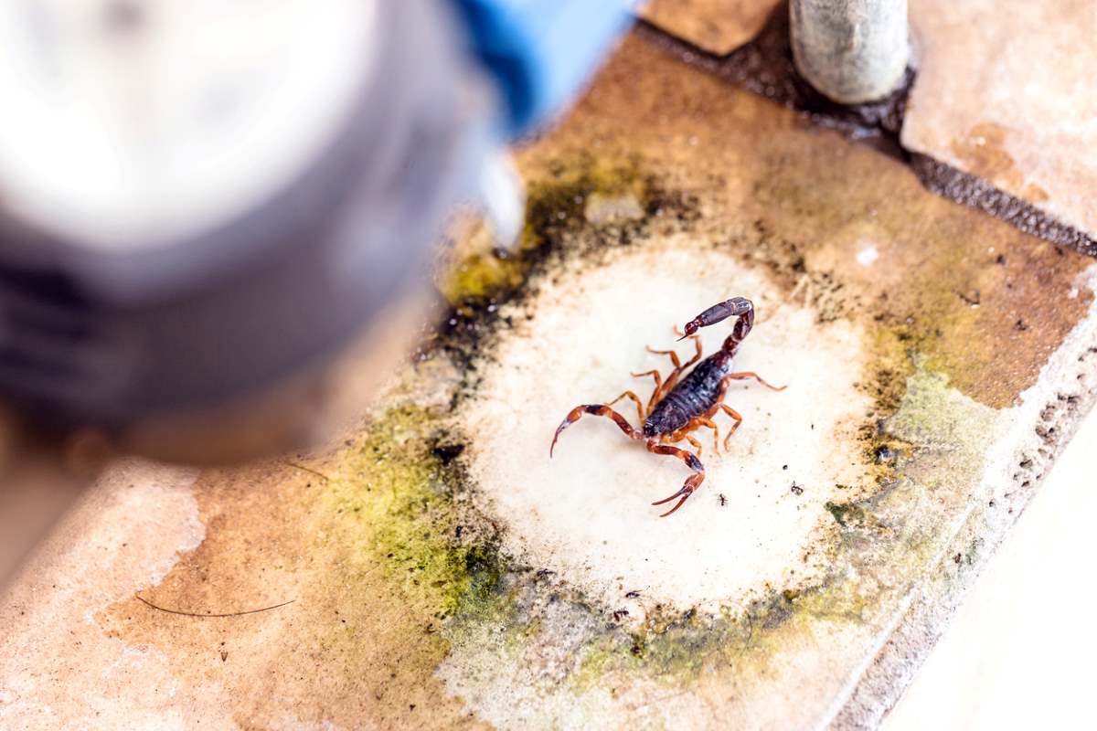 A scorpion hidden amid rubble and trash.