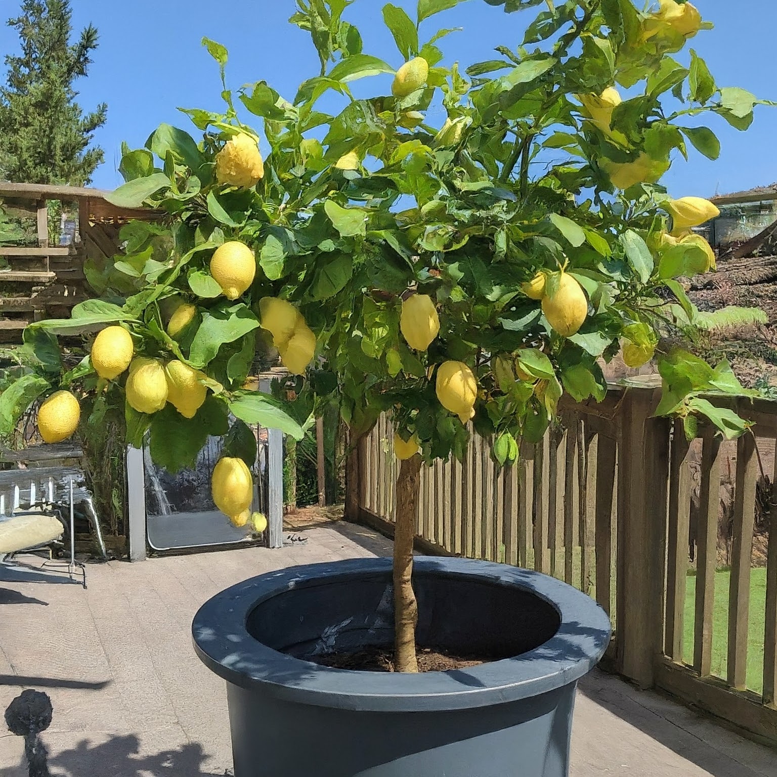 lemon-tree-From-Seedling-to-Fruit-Bearing-Wonder