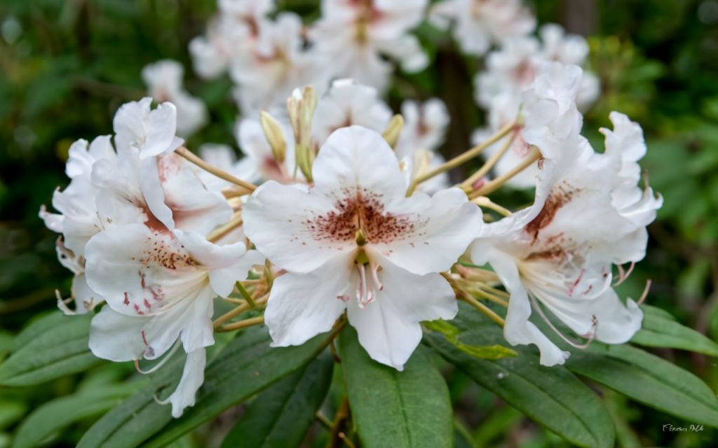 Flores Tóxicas Azaleia_Rhododendron_spp_photo