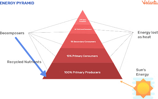 Energy pyramid