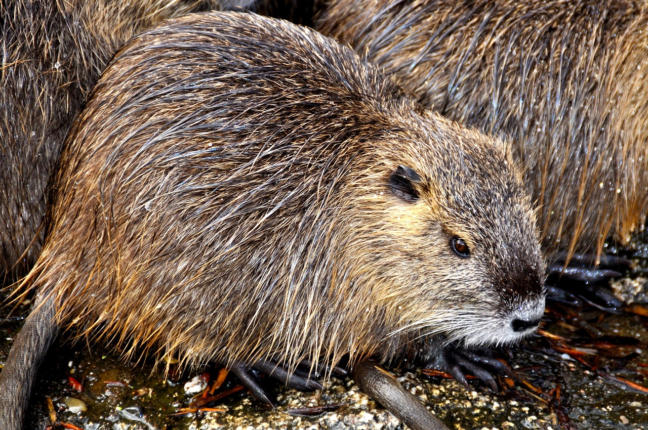 Beavers use castoreum to mark their territories and identify each other.