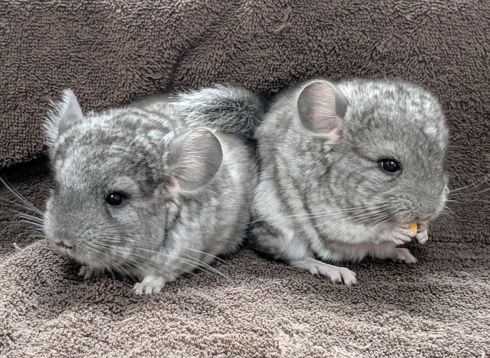 Locken Chinchilla