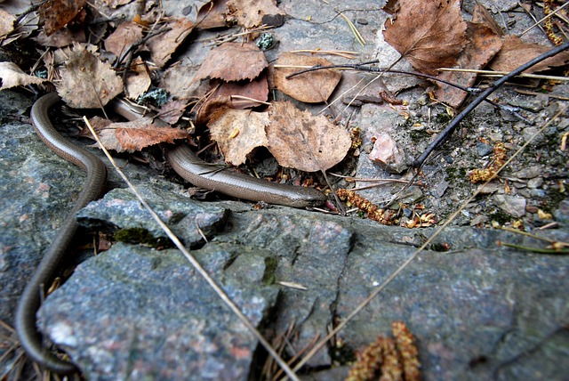 iberian-worm-snake