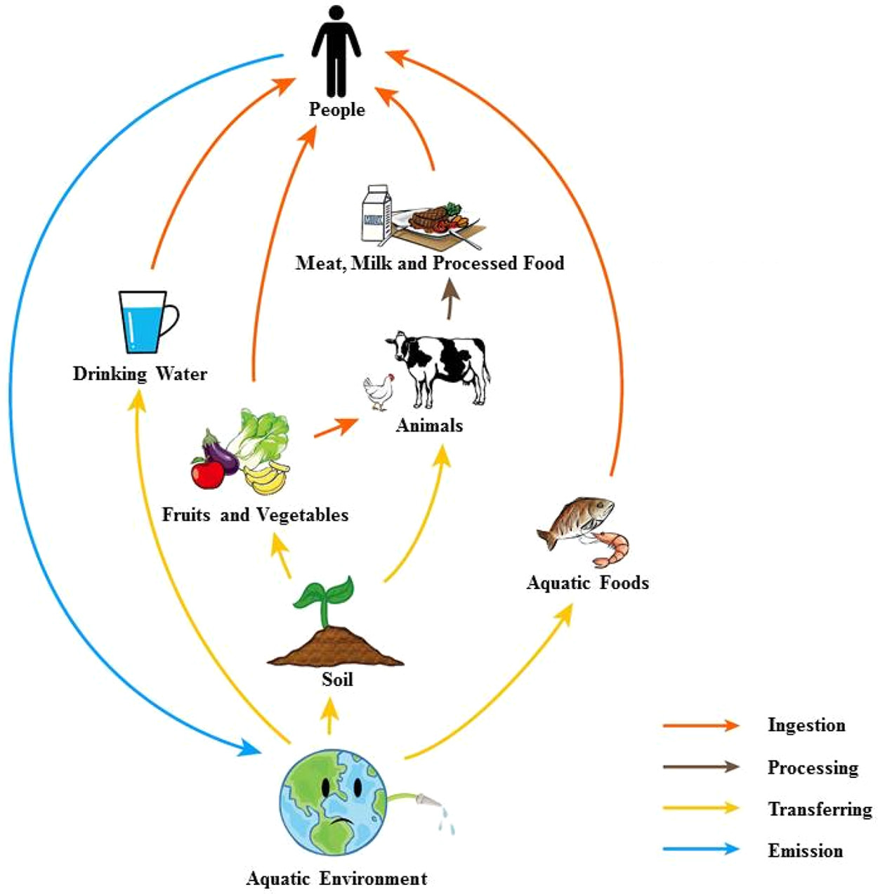 Microplastics and Nanoplastics: Emerging Contaminants in Food | Journal of  Agricultural and Food Chemistry