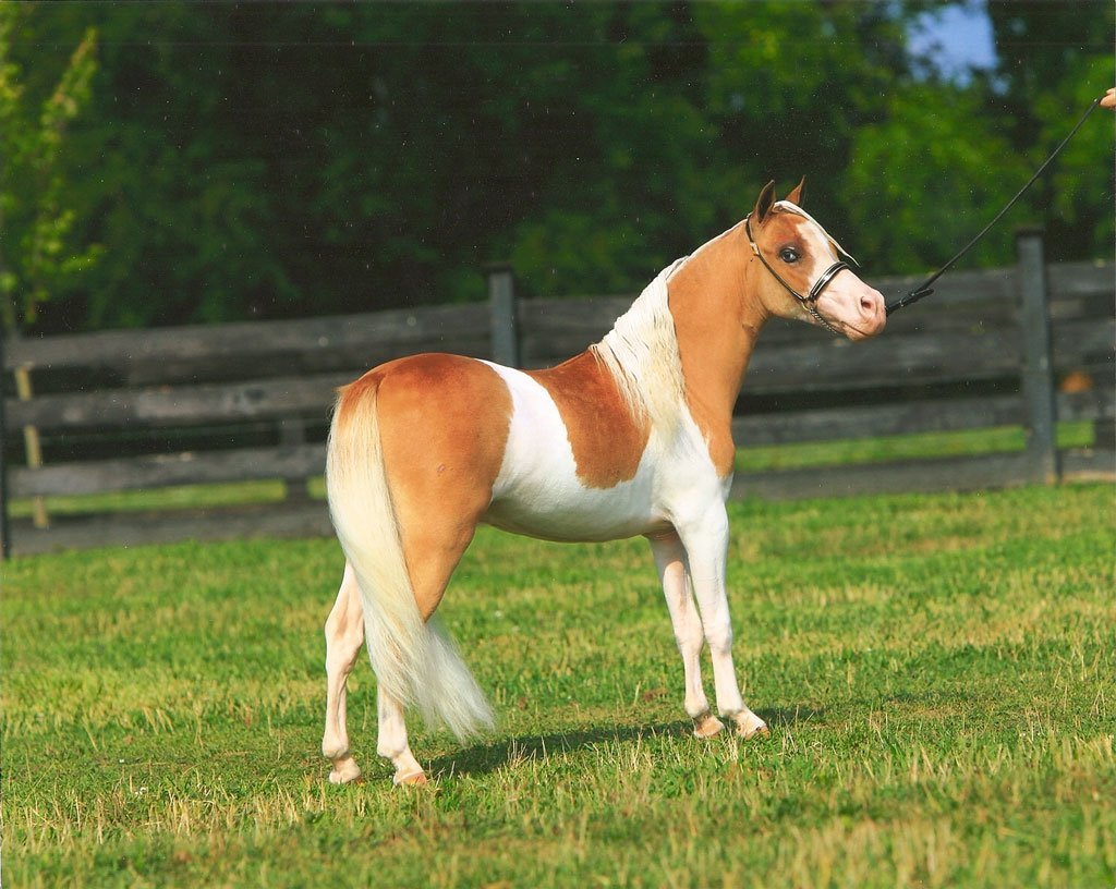 Rescue Miniature Horses